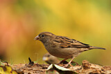 Image. House Sparrow