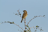 Image. House Sparrow