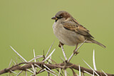 Image. House Sparrow
