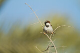 Image. House Sparrow