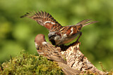 Image. House Sparrow