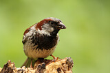 Image. House Sparrow