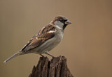 Image. House Sparrow