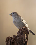 Image. House Sparrow