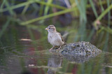 Image. House Sparrow