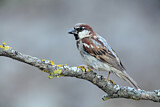 Image. House Sparrow