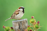 Image. House Sparrow
