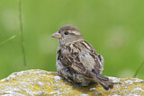 Image. House Sparrow