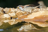 Image. House Sparrow