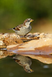 Image. House Sparrow