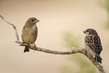 Image. House Sparrow