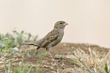 Image. House Sparrow