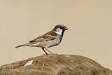 Image. House Sparrow