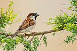Image. House Sparrow