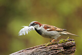 Image. House Sparrow