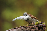 Image. House Sparrow