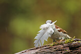 Image. House Sparrow