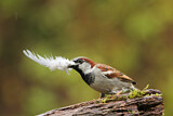 Image. House Sparrow