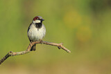 Image. House Sparrow