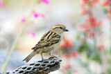 Image. House Sparrow