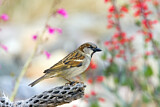 Image. House Sparrow