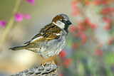 Image. House Sparrow