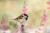 Image. House Sparrow