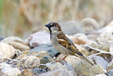 Image. House Sparrow