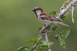 Image. House Sparrow