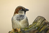 Image. House Sparrow