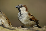 Image. House Sparrow