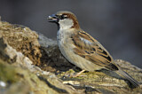 Image. House Sparrow