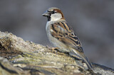 Image. House Sparrow