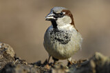 Image. House Sparrow
