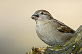 Image. House Sparrow