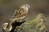 Image. House Sparrow