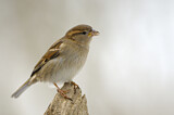 Image. House Sparrow