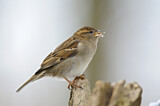 Image. House Sparrow