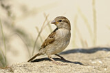 Image. House Sparrow