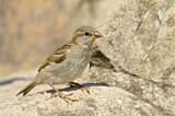Image. House Sparrow