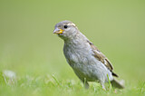 Image. House Sparrow