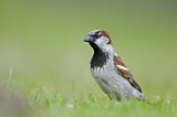 Image. House Sparrow