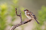 Image. House Sparrow