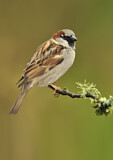 Image. House Sparrow