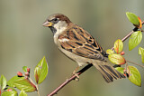 Image. House Sparrow
