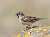 Image. House Sparrow