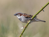 Image. House Sparrow