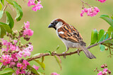 Image. House Sparrow