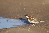 Image. House Sparrow