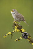 Image. House Wren